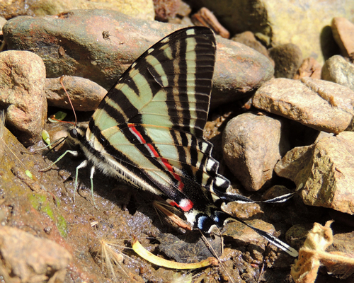 Zebra Swallowtail