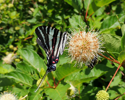 Zebra Swallowtail